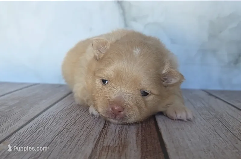 Amber – Pomeranian puppy on hold in Miami, FL