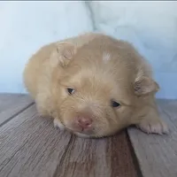 Amber, a female Pomeranian for sale in Miami, FL – Photo 1 of 8