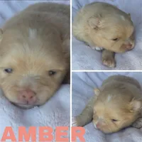 Amber, a female Pomeranian for sale in Miami, FL – Photo 4 of 8