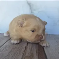 Amber, a female Pomeranian for sale in Miami, FL – Photo 2 of 8
