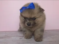 Athena , a female Pomeranian for sale in Miami, FL – Photo 7 of 7