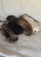 Athena , a female Pomeranian for sale in Miami, FL – Photo 3 of 9