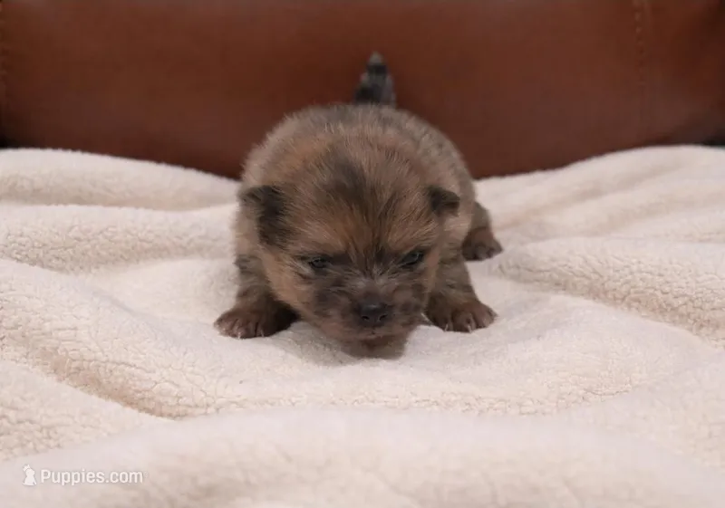 Athena  – Pomeranian puppy for sale in Miami, FL