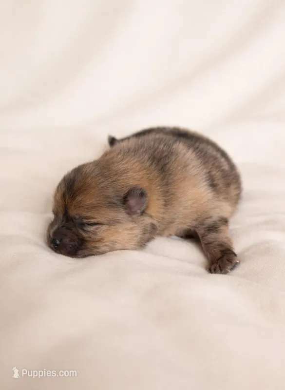 Athena  – Pomeranian puppy for sale in Miami, FL