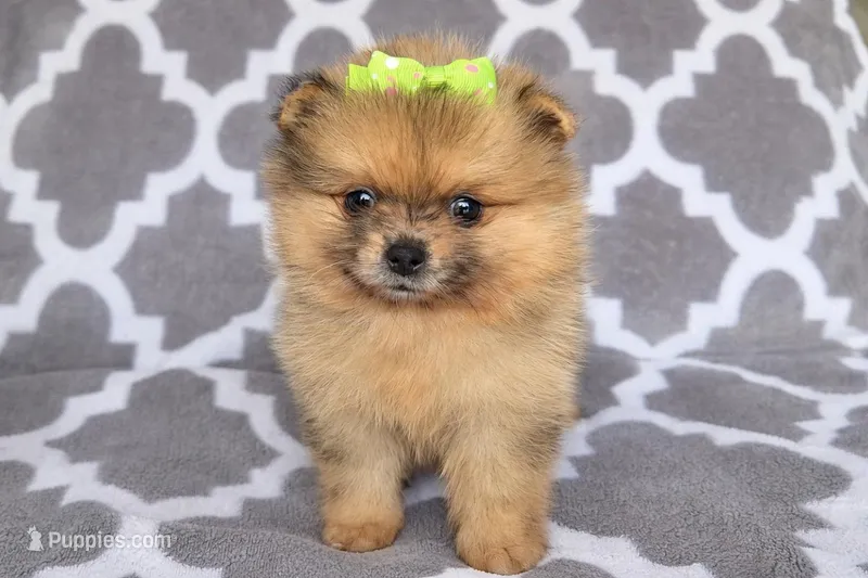 Athena  – Pomeranian puppy for sale in Miami, FL