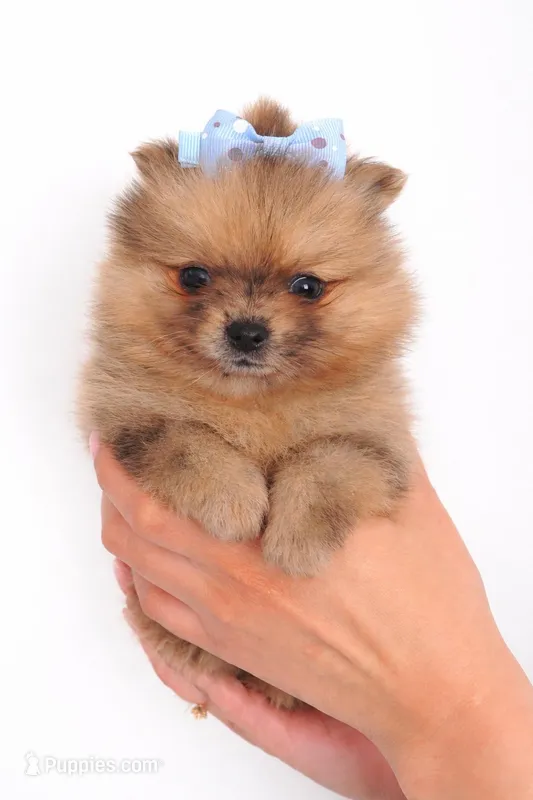 Athena  – Pomeranian puppy for sale in Miami, FL