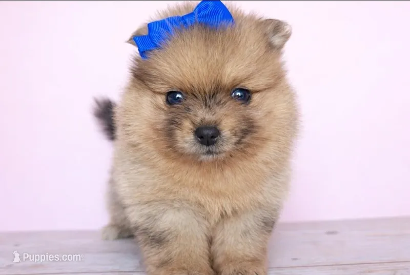 Athena  – Pomeranian puppy for sale in Miami, FL
