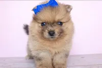 Athena , a female Pomeranian for sale in Miami, FL – Photo 4 of 7