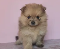 Athena , a female Pomeranian for sale in Miami, FL – Photo 9 of 9