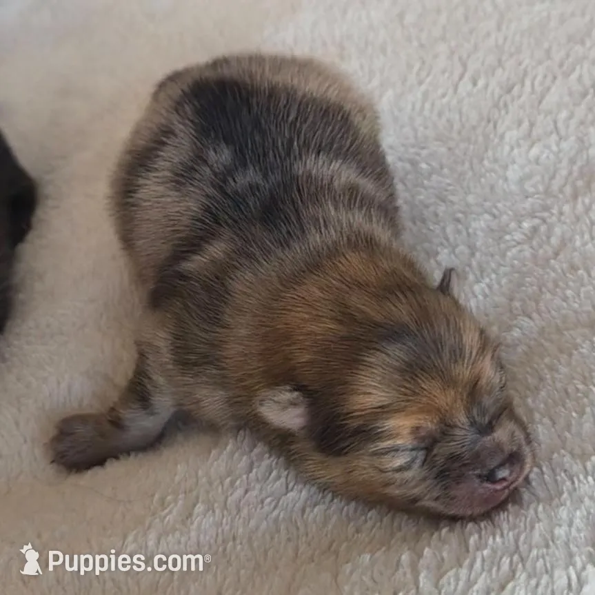 Athena , a female Pomeranian for sale in Miami, FL – Photo 2 of 9