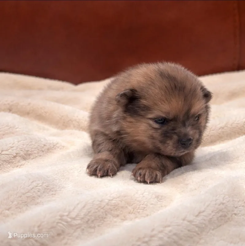 Athena  – Pomeranian puppy for sale in Miami, FL