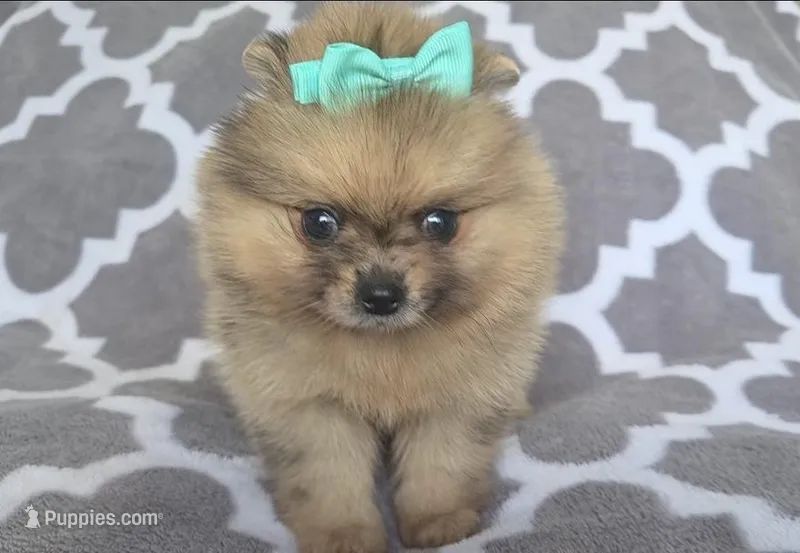 Athena  – Pomeranian puppy for sale in Miami, FL