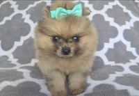 Athena , a female Pomeranian for sale in Miami, FL – Photo 1 of 7