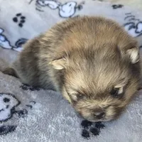 Onyx, a male Pomeranian for sale in Miami, FL – Photo 6 of 7