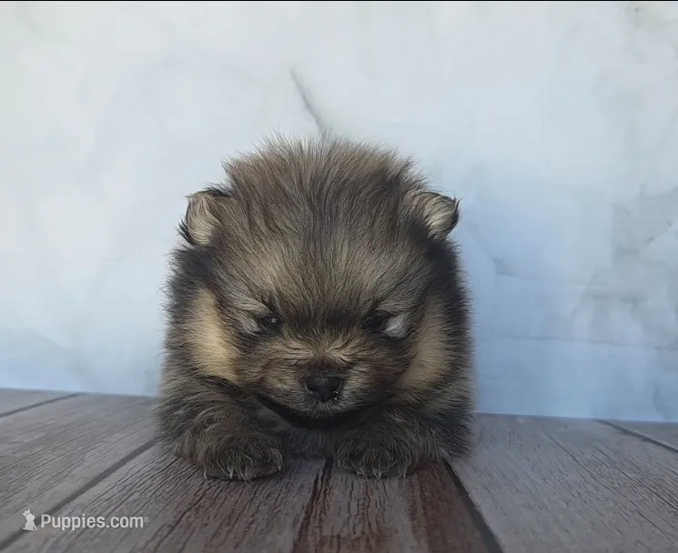 Onyx – Pomeranian puppy on hold in Miami, FL