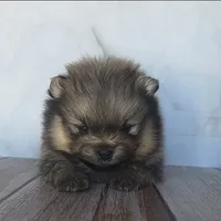 Onyx, a male Pomeranian for sale in Miami, FL – Photo 1 of 7