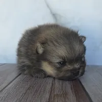 Onyx, a male Pomeranian for sale in Miami, FL – Photo 2 of 7