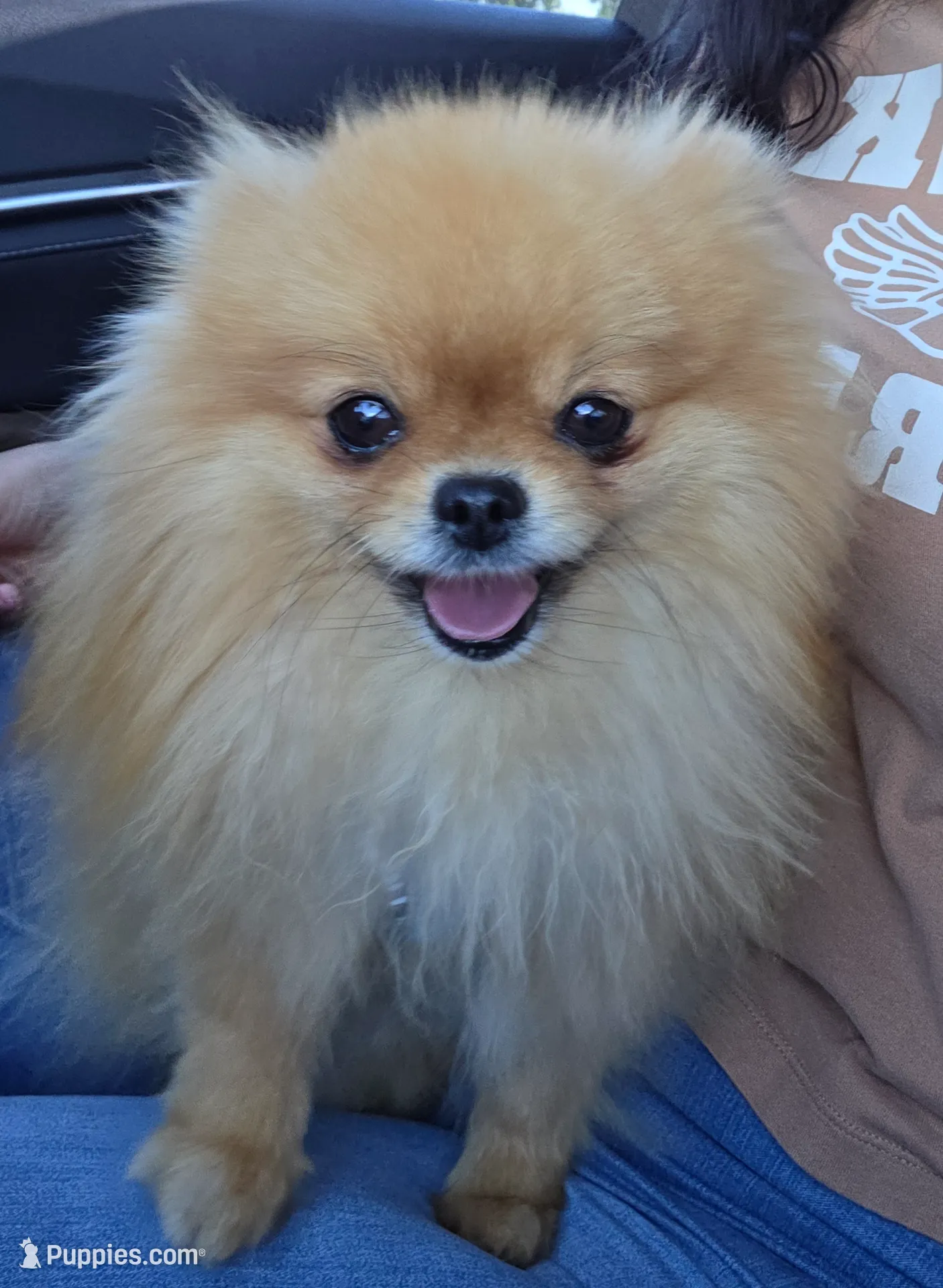 Onyx, a male Pomeranian for sale in Miami, FL – Photo 7 of 7