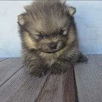 Onyx, a male Pomeranian for sale in Miami, FL – Photo 4 of 7