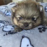 Onyx, a male Pomeranian for sale in Miami, FL – Photo 5 of 7