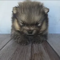 Onyx, a male Pomeranian for sale in Miami, FL – Photo 3 of 7