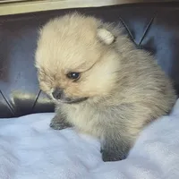 Ruby, a female Pomeranian for sale in Miami, FL – Photo 4 of 8