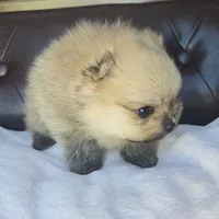 Ruby, a female Pomeranian for sale in Miami, FL – Photo 5 of 8