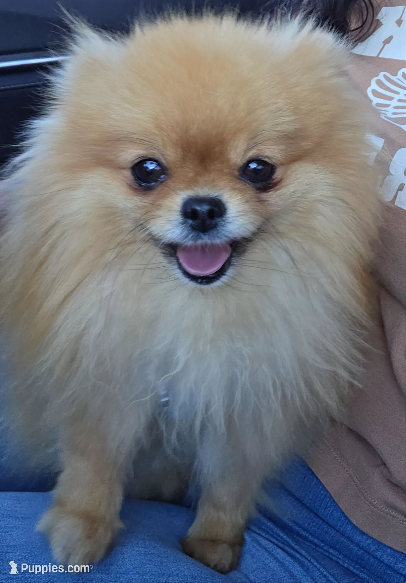 Ruby, a female Pomeranian for sale in Miami, FL – Photo 8 of 8