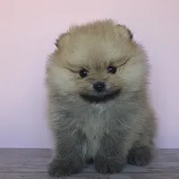 Ruby, a female Pomeranian for sale in Miami, FL – Photo 3 of 8