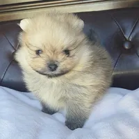 Ruby, a female Pomeranian for sale in Miami, FL – Photo 7 of 8