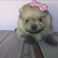 Ruby, a female Pomeranian for sale in Miami, FL – Photo 6 of 8