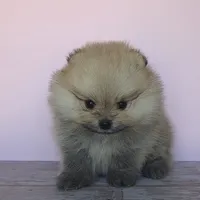 Ruby, a female Pomeranian for sale in Miami, FL – Photo 1 of 8