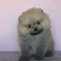 Ruby, a female Pomeranian for sale in Miami, FL – Photo 2 of 8