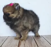 Amaya, a female Pomeranian for sale in Miami, FL – 3 of 10