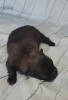 Amaya, a female Pomeranian for sale in Miami, FL – Photo 5 of 8