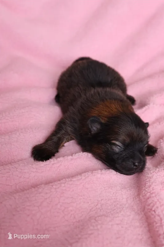 Amaya – Pomeranian puppy for sale in Miami, FL