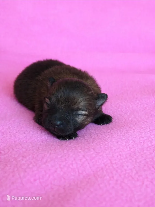 Amaya – Pomeranian puppy for sale in Miami, FL