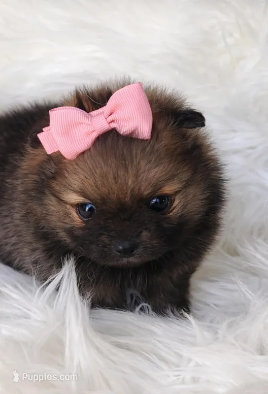 Amaya – Pomeranian puppy for sale in Miami, FL