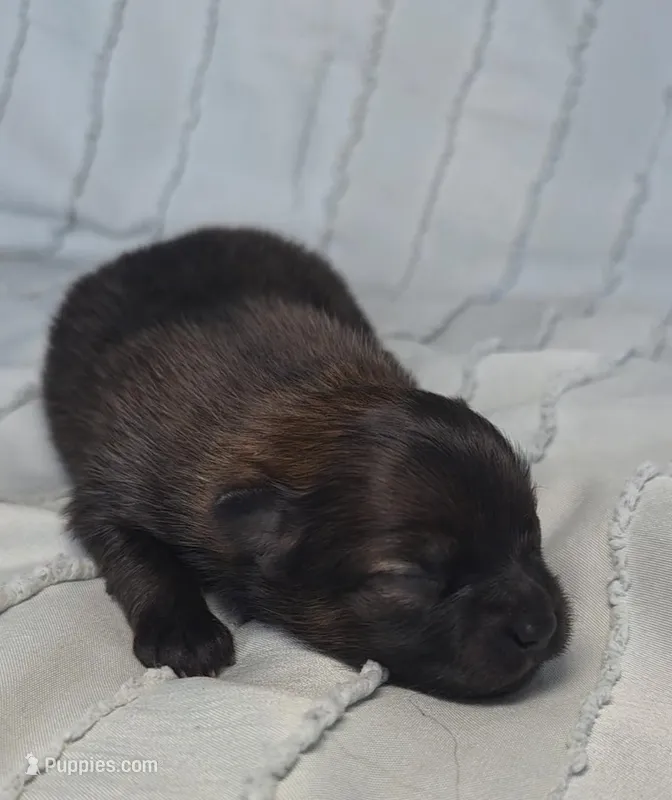 Amaya – Pomeranian puppy for sale in Miami, FL