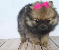 Amaya, a female Pomeranian for sale in Miami, FL – 2 of 10