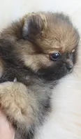 Amaya, a female Pomeranian for sale in Miami, FL – 9 of 10