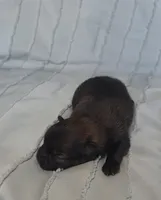 Amaya, a female Pomeranian for sale in Miami, FL – Photo 2 of 8