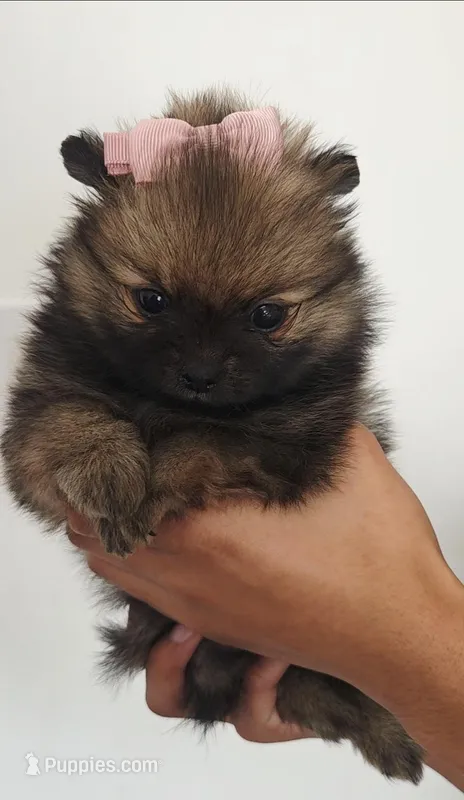 Amaya – Pomeranian puppy for sale in Miami, FL