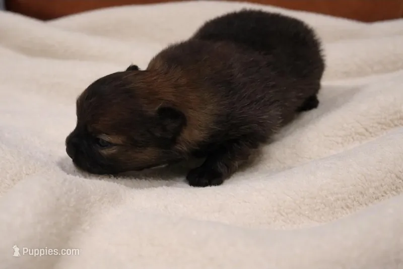 Amaya – Pomeranian puppy for sale in Miami, FL