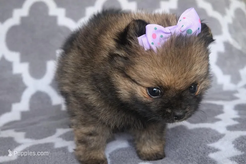 Amaya – Pomeranian puppy for sale in Miami, FL