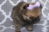Amaya, a female Pomeranian for sale in Miami, FL – 5 of 10