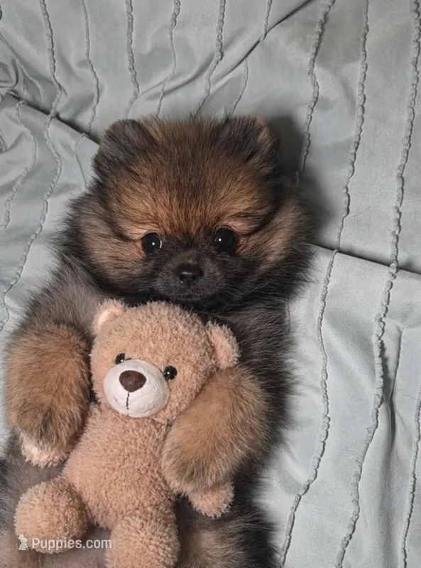 Amaya – Pomeranian puppy on hold in Miami, FL