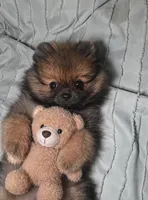 Amaya, a female Pomeranian for sale in Miami, FL – 1 of 10