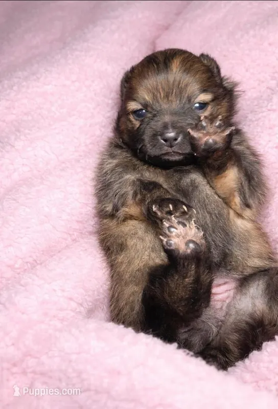 Amaya – Pomeranian puppy for sale in Miami, FL