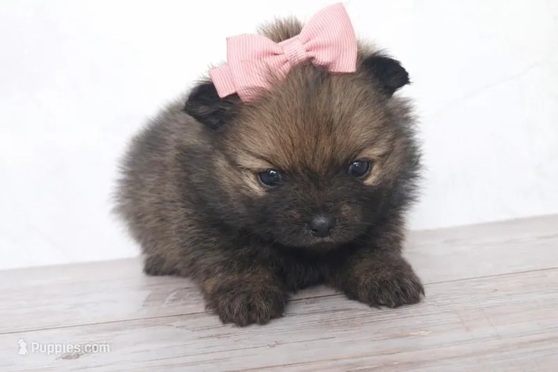 Amaya – Pomeranian puppy for sale in Miami, FL